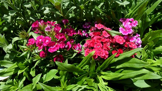 Summer sun plant