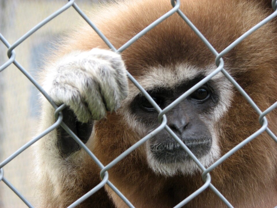 Mammal primate endangered