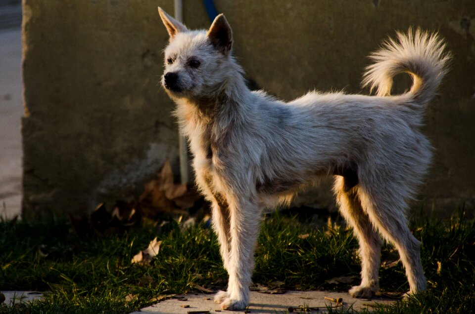 Animal dog white dog photo