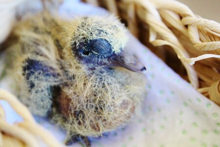 Nest lost favor