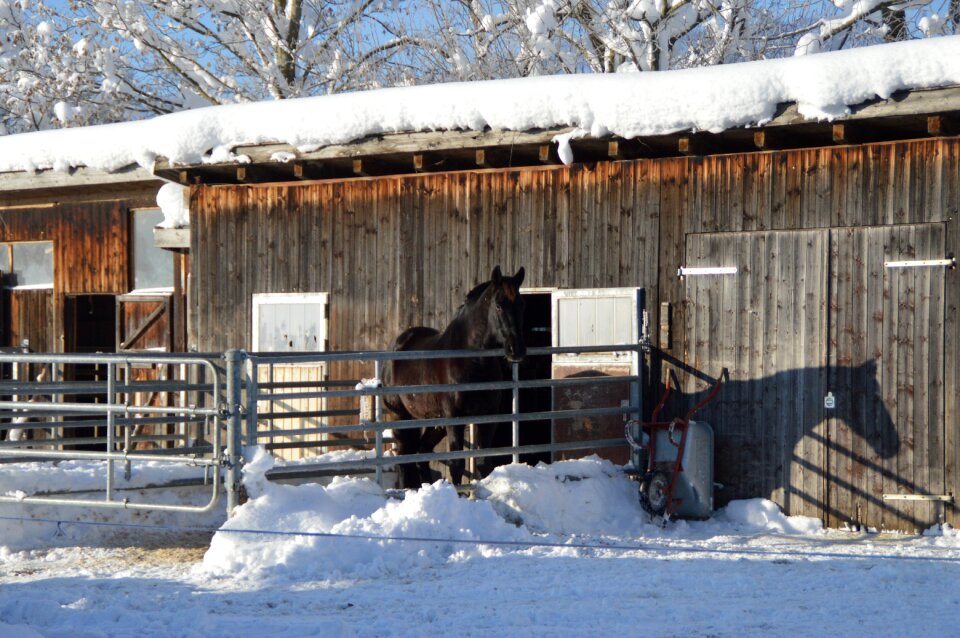 Sunrise horse shadow