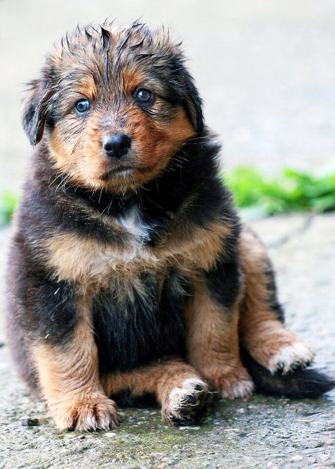 Dog puppy cheeky animal world