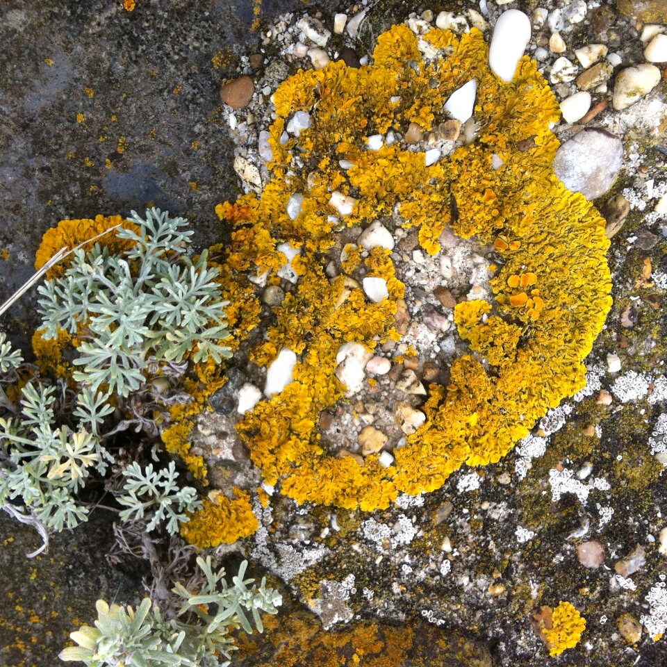 Moss colors coast