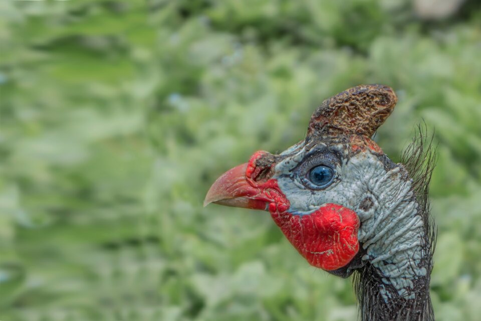 Poultry gockel bird