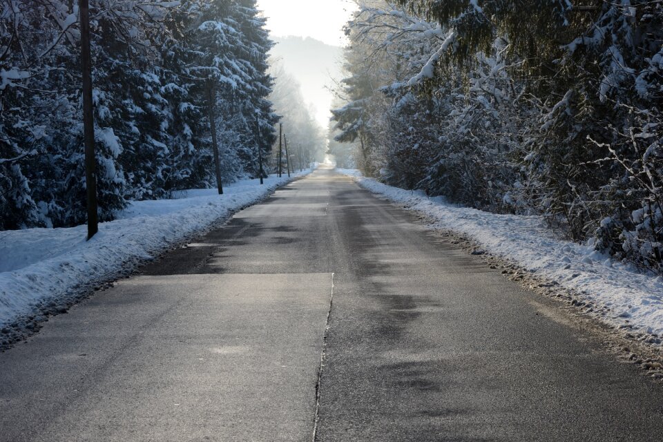 Wintry trees forest