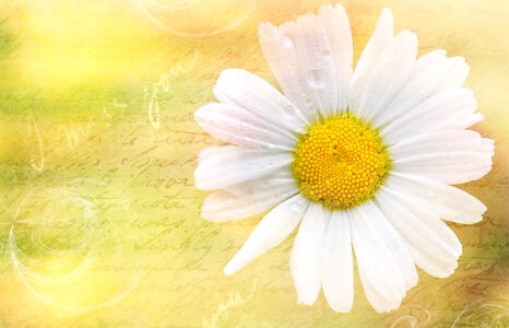 Bloom plant font