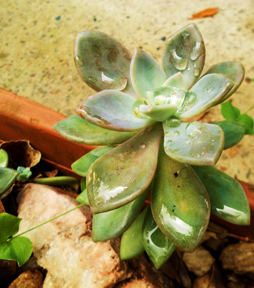 Plant fresh growth