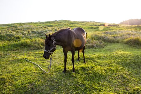 Horse meadow black horse