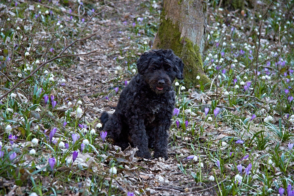 Canine domestic mammal