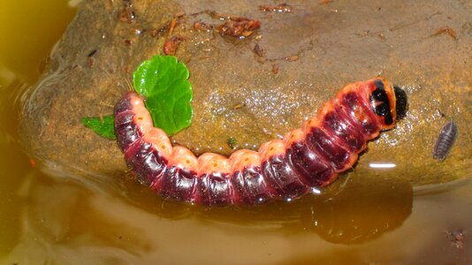 Caterpillar insect porcellio scaber