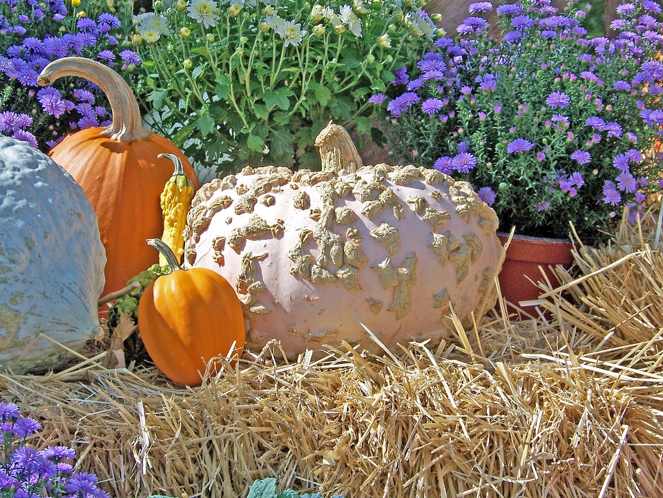 Flowers halloween still