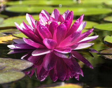 Lotus flower color photo