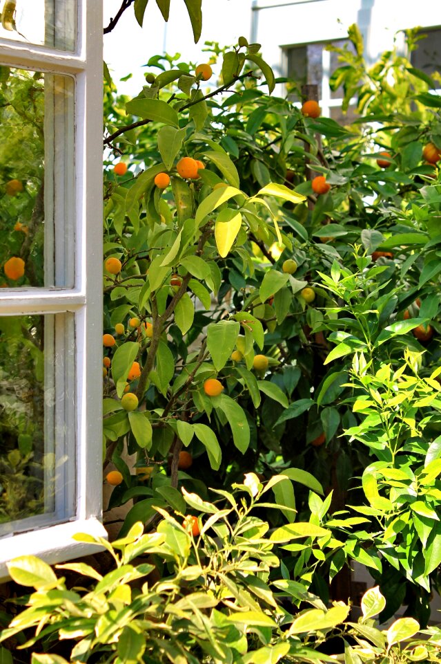 Oranges emerge view