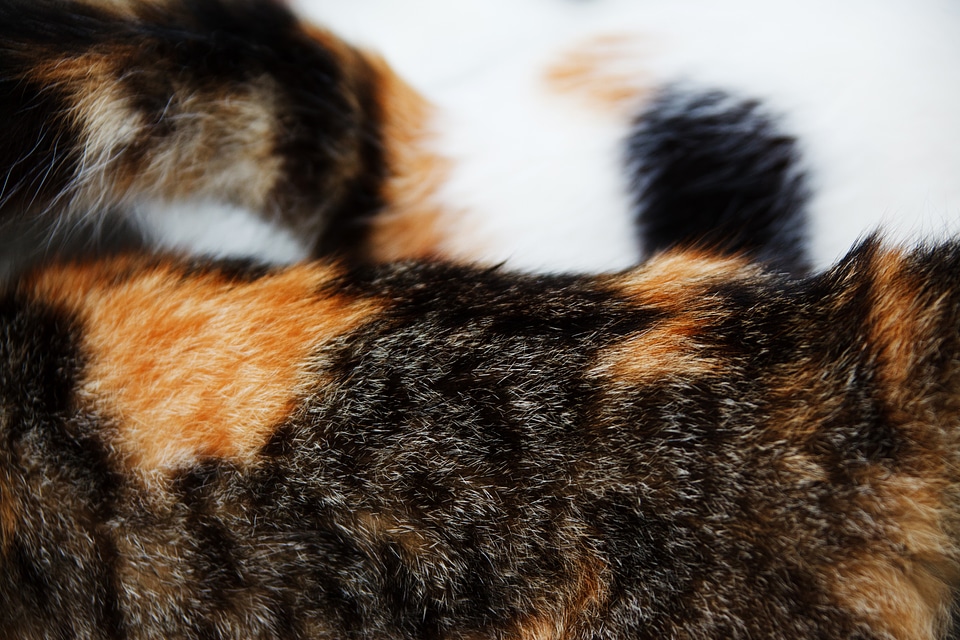 Background cat detail