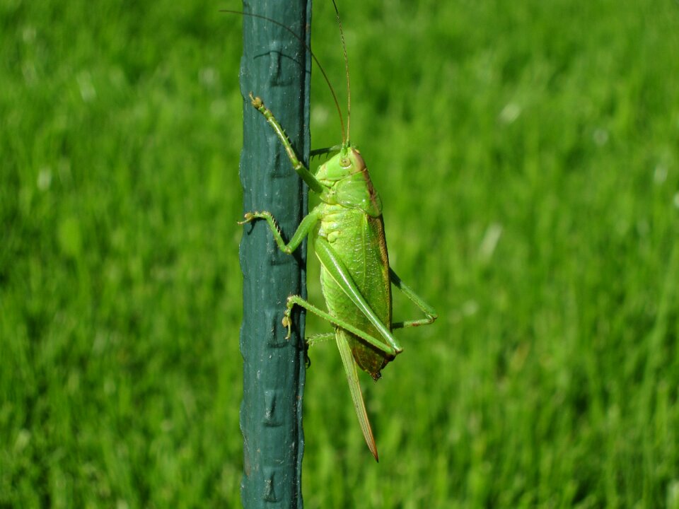 Green grass close up