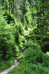 Green nature foliage