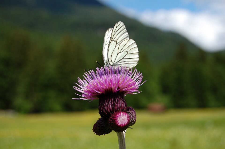 Insect flower blossom