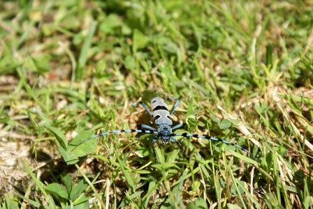 Bug rosalia alpina