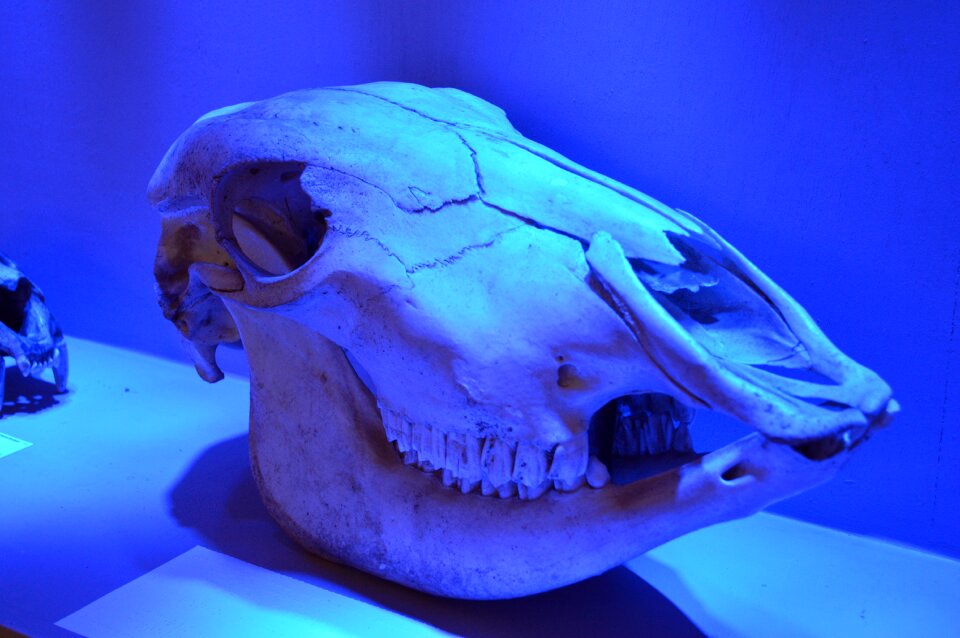 Bone skeleton animal