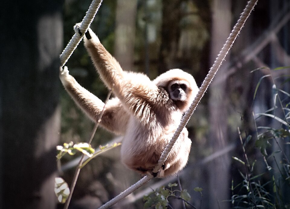 Animal hylobates lar zoo