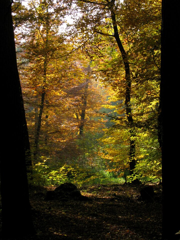 Backlighting autumn fall foliage