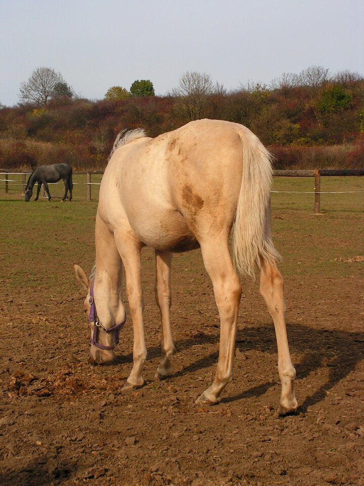 Horse grazing range
