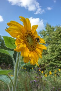 Yellow summer flower