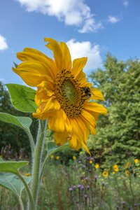 Yellow summer flower photo