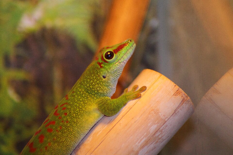 Green reptile lizard