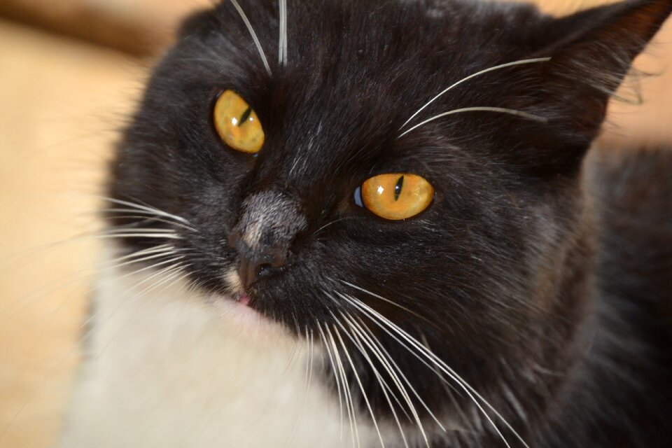 Feline black and white pet photo