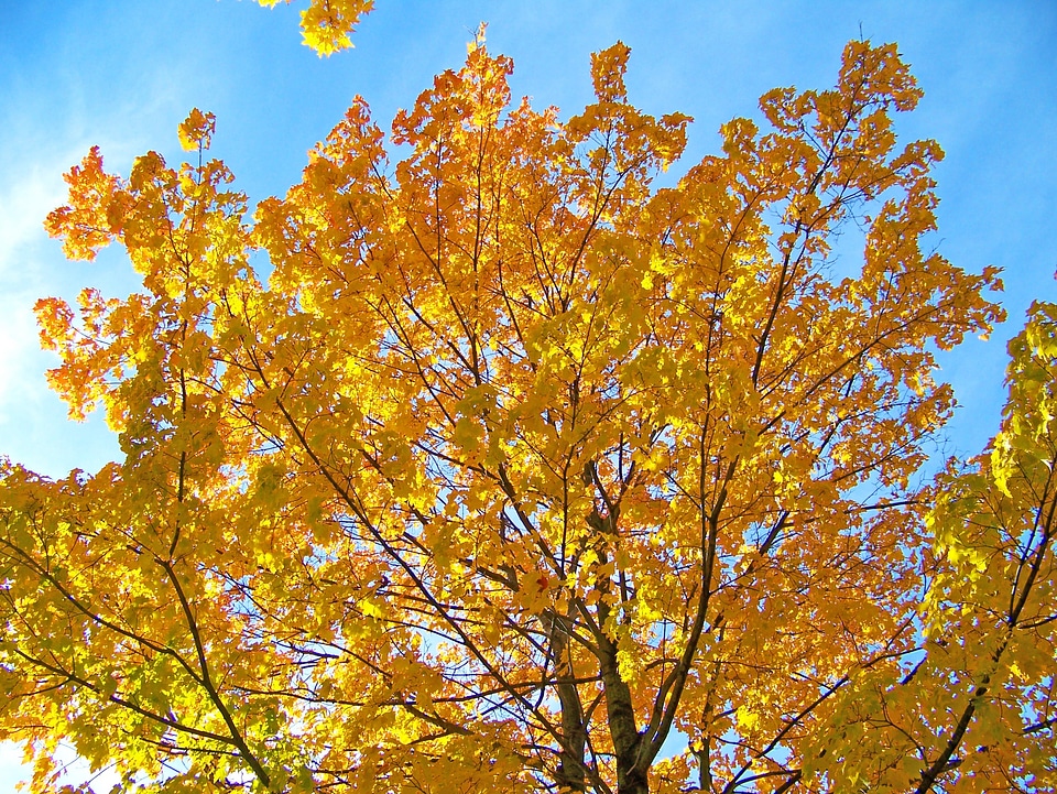 Leaves autumn fall photo