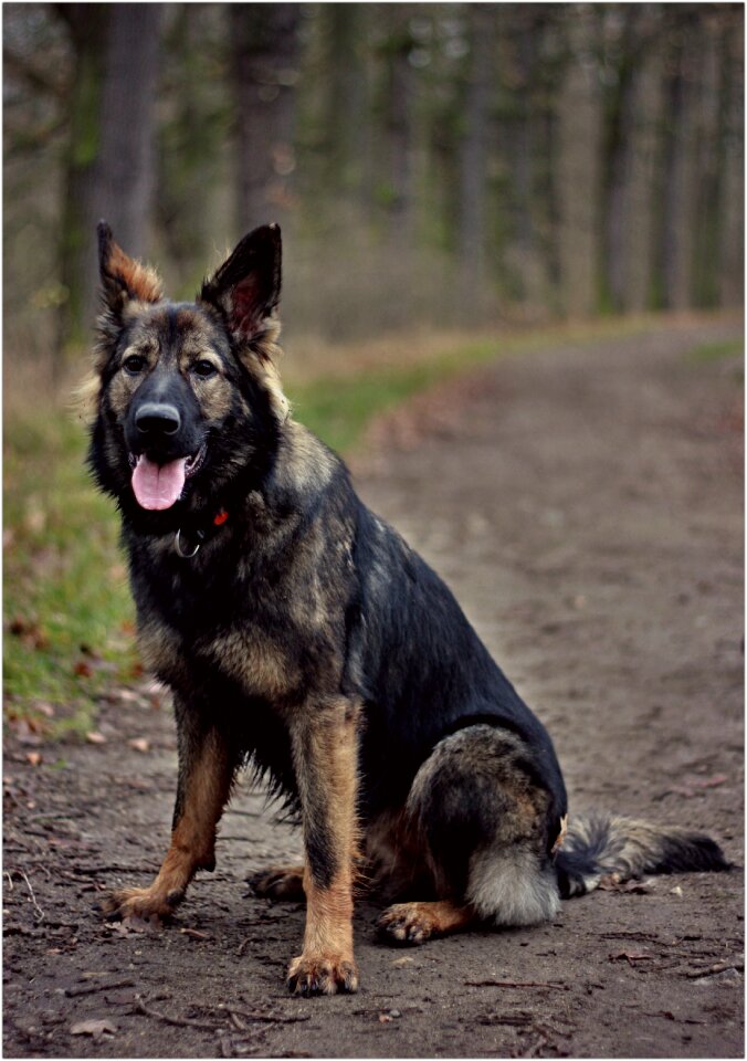 Forest sitting flaky puppy