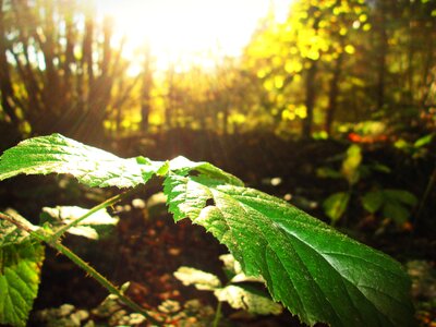 Reflected rays nature trees