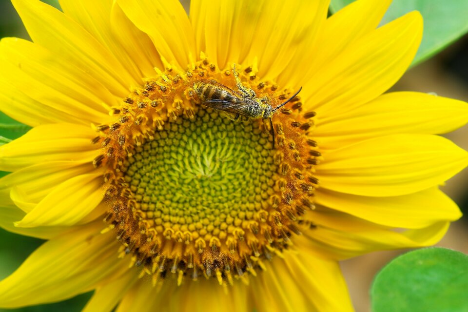 Yellow flower nature