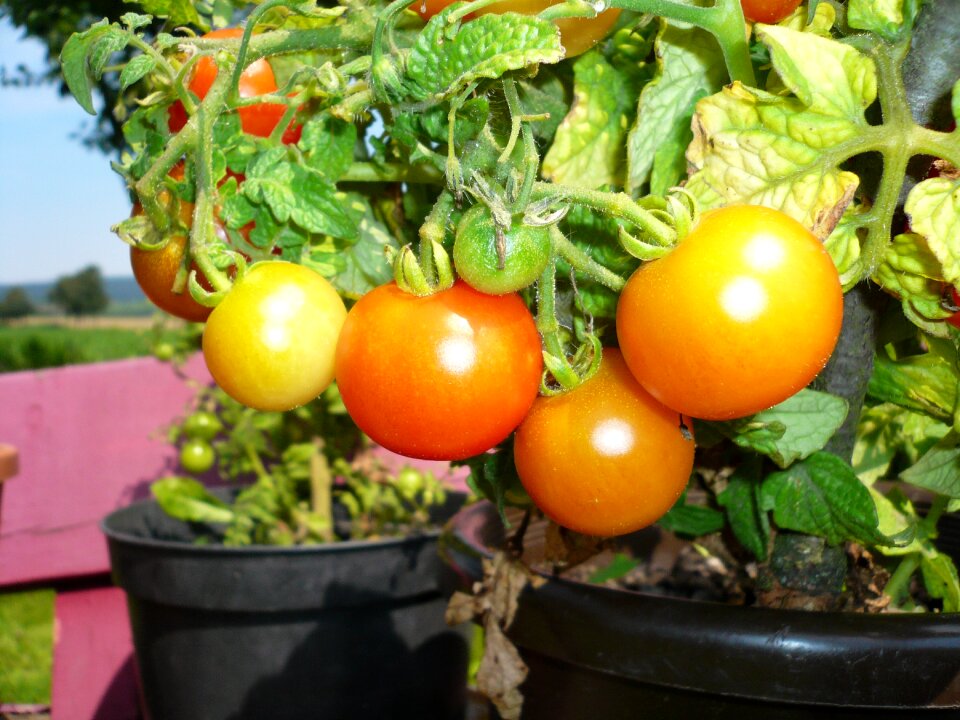 Green food vegetables