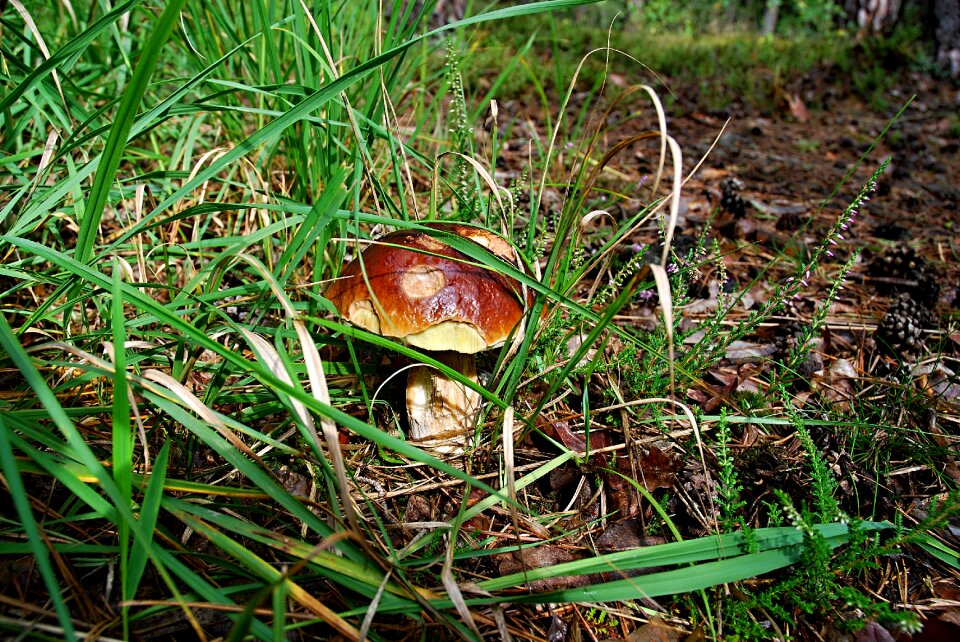 Autumn nature macro