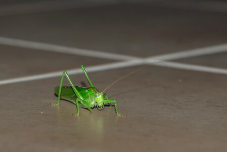 Macro migratory locust pest photo