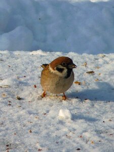 Bird animal tree sparrow photo