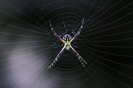 Insect spiderweb photo