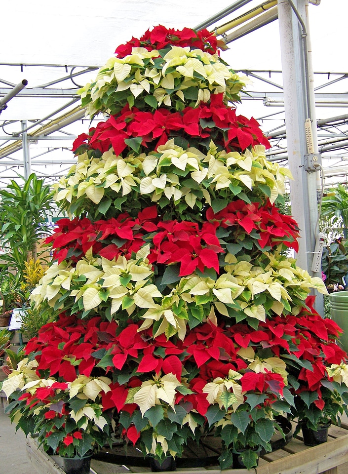 Xmas tree winter