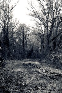 Landscape autumn rails