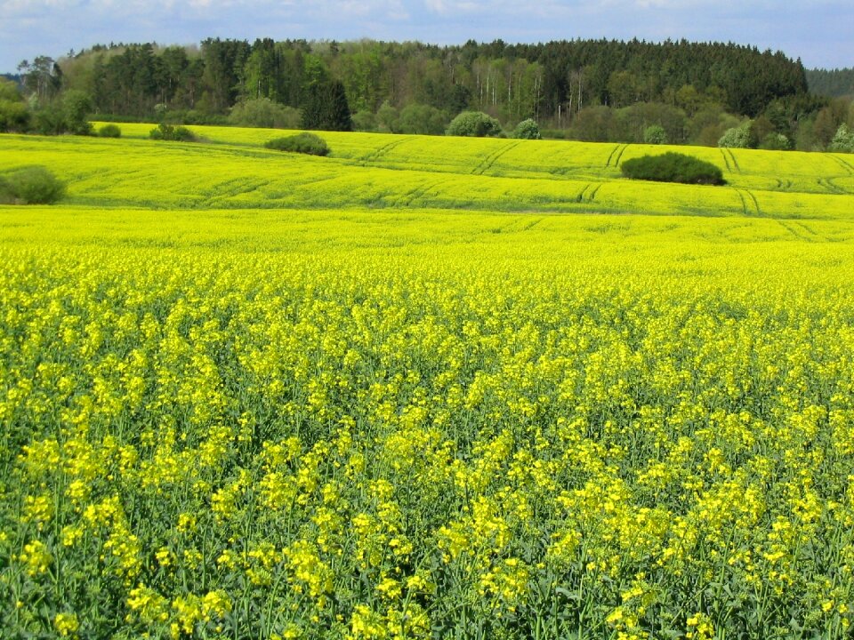 Yellow nature field of rapeseeds