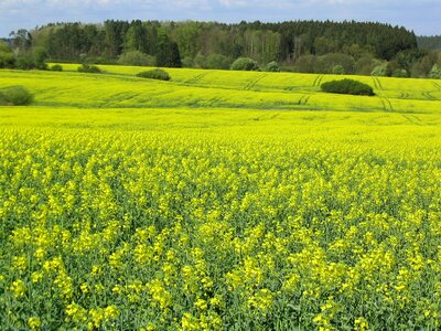 Yellow nature field of rapeseeds