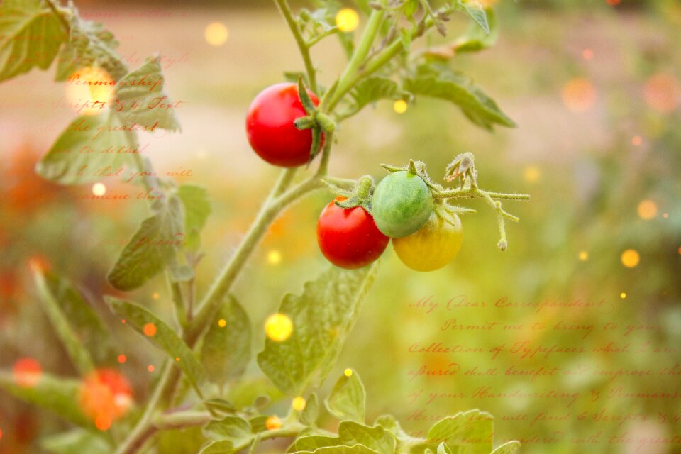 Tomatoes tomato shrub plant