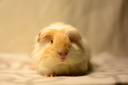 Cute pet rodent