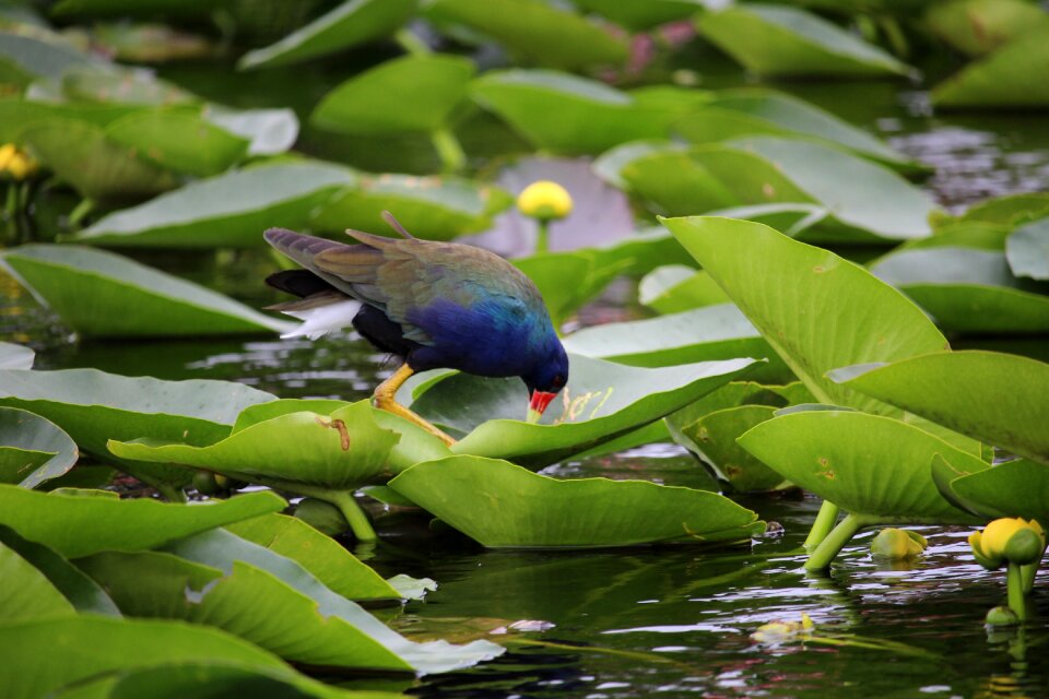 Water pond everglades