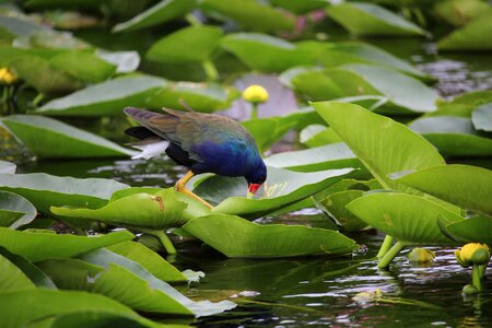 Water pond everglades