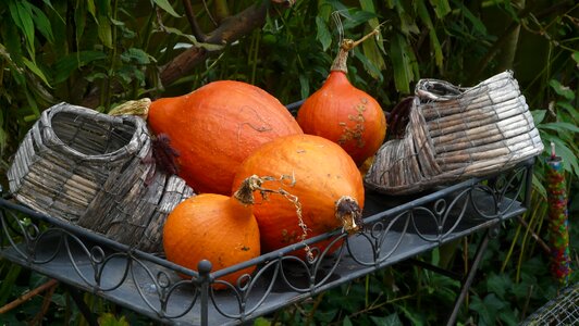 Autumn halloween pumpkin photo