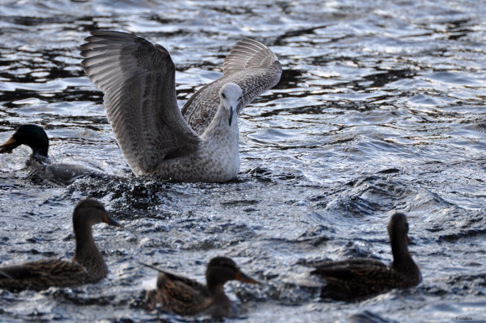 Gull bird water