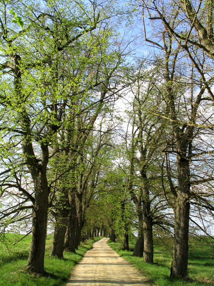 Tree lined avenue spring czech republic photo